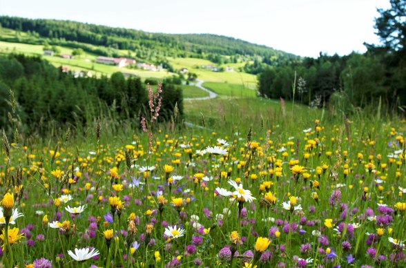 Blütenpracht bei Reichenau am Freiwald, © Mag. Axel Schmidt