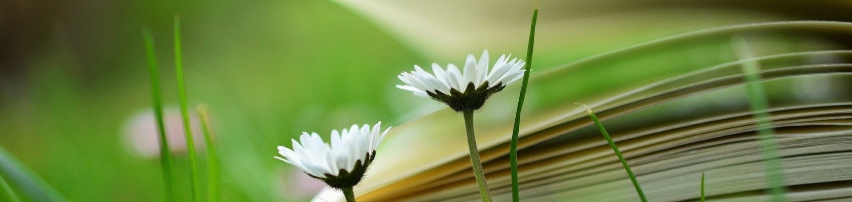 Buch in der Blumenwiese, © Pixabay