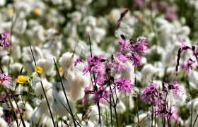 Blossom splendour in the Nordwald Nature Park, © Mag. Axel Schmidt