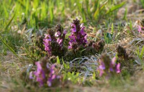 Protected plant species in the Nordwald Nature Park, © Mag. Axel Schmidt