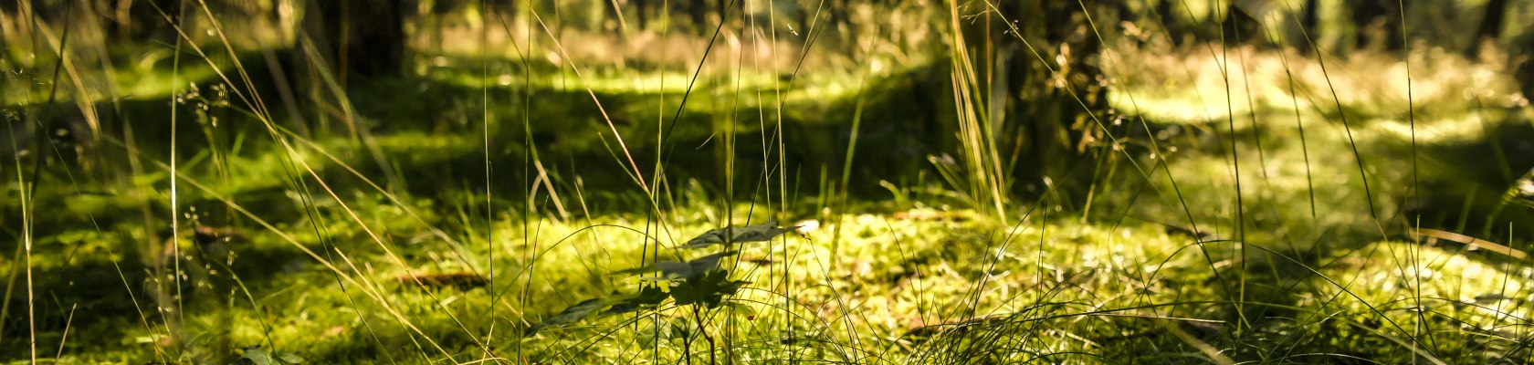 Stille im Wald, © Waldviertel Tourismus