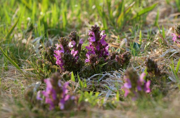 Protected plant species in the Nordwald Nature Park, © Mag. Axel Schmidt