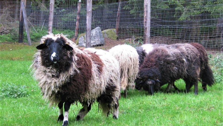 Böhmisches Waldschaf (Bohemian Wood Sheep), © Verein Naturpark Nordwald